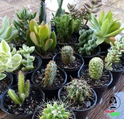 پک 20 تایی کاکتوس و ساکولنت