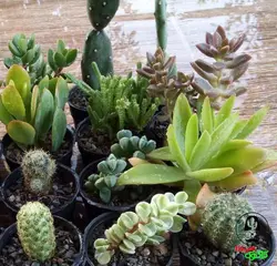 پک 20 تایی کاکتوس و ساکولنت