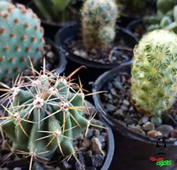 پک 20 تایی کاکتوس و ساکولنت