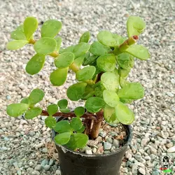 پورتولاکاریا افرا (خرفه ای)(portolacaria afra)