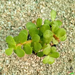 پورتولاکاریا افرا (خرفه ای)(portolacaria afra)