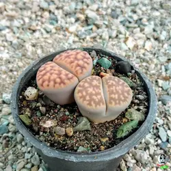ساکولنت لیتوپس (lithops)