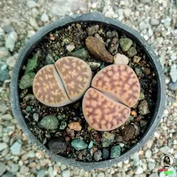 ساکولنت لیتوپس (lithops)