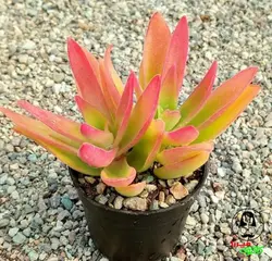 کراسولا کمپ فایر (crassula campfire)