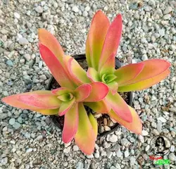کراسولا کمپ فایر (crassula campfire)