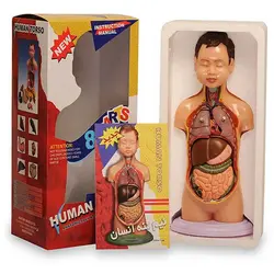 مولاژ نیم تنه انسان HUMAN TORSO - پزشک کالا