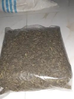 چای سبز گیلان نیم کیلویی