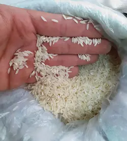 کشت دوم اصل فریدونکنار کیسه 10 کیلویی