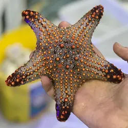 ستاره دریایی بالشتی