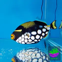 پیکاسو کلون (دلقک)