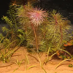 شن بستر سانسیبار نارنجی جی بی ال - JBL Sansibar ORANGE