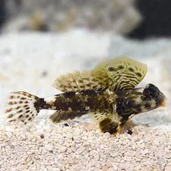اژدها ماهی بلنی اسکوتر - Scooter Blenny