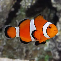 دلقک ماهی اسلاریس هندی - Ocellaris Clownfish