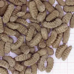 غذای ماهی کوی حاوی کرم ابریشم جی بی ال - JBL ProPond SilkWorms M