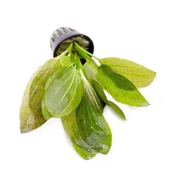 گیاه آکواریومی اچینو دروس اوزلوت - Echinodorus Ozelot