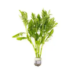 گیاه آکواریومی افرا یا هیگروفیلا دیفورمیس - Hygrophila Difformis