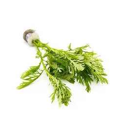گیاه آکواریومی افرا یا هیگروفیلا دیفورمیس - Hygrophila Difformis