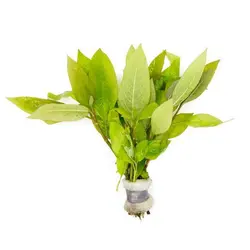 گیاه آکواریومی برگ سیبی - Hygrophila Corymbosa