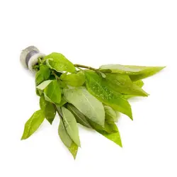 گیاه آکواریومی برگ سیبی - Hygrophila Corymbosa