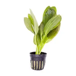 گیاه آکواریومی اچینو دروس سبز - Echinodorus Ozelot Green