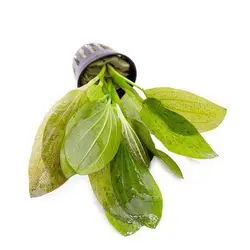 گیاه آکواریومی اچینو دروس سبز - Echinodorus Ozelot Green