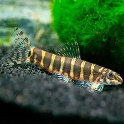 لوچ ماسه ای - Sand Loach