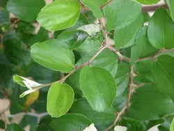 عسل کنار 500 گرمی - گرید A+