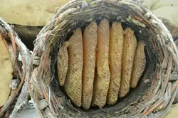 عسل کنار با موم 1000 گرمی - گرید A+