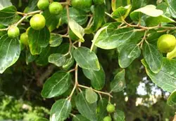 عسل کنار 1850 گرمی - گرید A