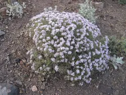 عسل گون 1850 گرمی - گرید C