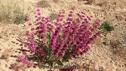 عسل گون 2000-گرمی گرید C