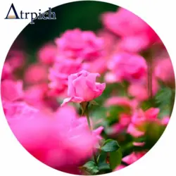 عطر گرمی گل محمدی ممتاز (اسانس گل محمدی)