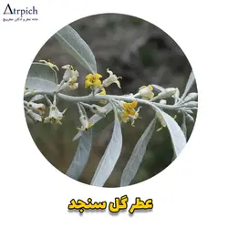 خرید عطر سنجد (عطر گل سنجد)