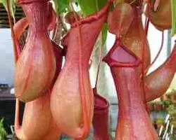 گیاه گوشتخوار نپنتس بدون کوزه - Nepenthes - فروشگاه دنیای گیاهان گوشت خوار