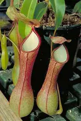 گیاه گوشتخوار نپنتس بدون کوزه - Nepenthes - فروشگاه دنیای گیاهان گوشت خوار