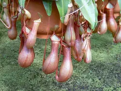 گیاه گوشتخوار نپنتس بدون کوزه - Nepenthes - فروشگاه دنیای گیاهان گوشت خوار