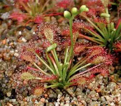 بذرگیاه حشره خوار Drosera intermedia Poland - فروشگاه دنیای گیاهان گوشت خوار