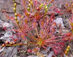 بذرگیاه حشره خوار Drosera intermedia Poland - فروشگاه دنیای گیاهان گوشت خوار