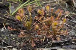 بذرگیاه حشره خوار Drosera intermedia Poland - فروشگاه دنیای گیاهان گوشت خوار