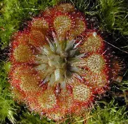 بذرگیاه حشره خوار Drosera capillaris Sussex Co., USA - فروشگاه دنیای گیاهان گوشت خوار