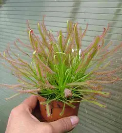 بذرگیاه حشره خوار Drosera capensis Narrow leaf - فروشگاه دنیای گیاهان گوشت خوار