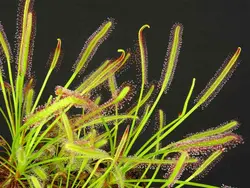 بذرگیاه حشره خوار Drosera capensis Narrow leaf - فروشگاه دنیای گیاهان گوشت خوار