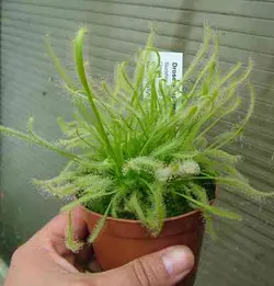 بذرگیاه حشره خوار Drosera capensis Narrow leaf - فروشگاه دنیای گیاهان گوشت خوار