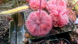 بذرگیاه حشره خوار Drosera burmannii all red form Humpty Doo - فروشگاه دنیای گیاهان گوشت خوار