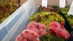 بذرگیاه حشره خوار Drosera burmannii all red form Humpty Doo - فروشگاه دنیای گیاهان گوشت خوار