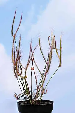 بذر گیاه حشره خوار Drosera binata T form, red plants, Waihohonu, NZ - فروشگاه دنیای گیاهان گوشت خوار