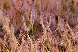 بذر گیاه حشره خوار Drosera binata T form, red plants, Waihohonu, NZ - فروشگاه دنیای گیاهان گوشت خوار