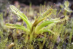 بذر گیاه حشره خوار دروزرا - Drosera spatulata Ahipara Gumfields New Zealand - فروشگاه دنیای گیاهان گوشت خوار