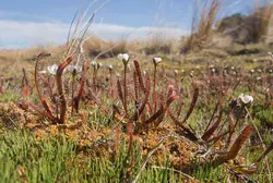 بذر گیاه حشره خوار دروزرا - Drosera spatulata Ahipara Gumfields New Zealand - فروشگاه دنیای گیاهان گوشت خوار