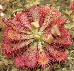 بذر گیاه حشره خوار دروزرا - Drosera spatulata Kansai type - فروشگاه دنیای گیاهان گوشت خوار